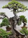 secretos-para-el-cultivo-del-bonsai