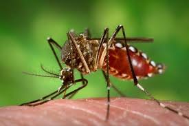 Zika: prevencion y tratamiento